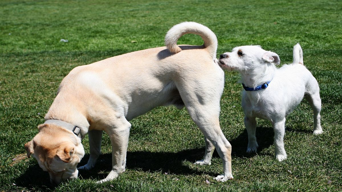 Read more about the article Why do dogs smell their asses?