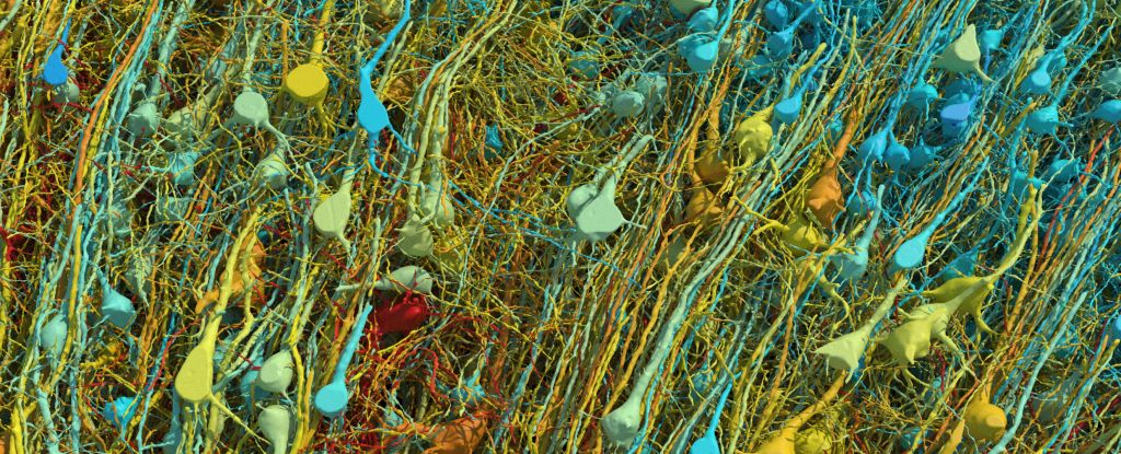 Read more about the article Amazingly detailed images reveal one cubic millimeter of a human brain in 3D