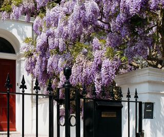 Wisteria in the front garden