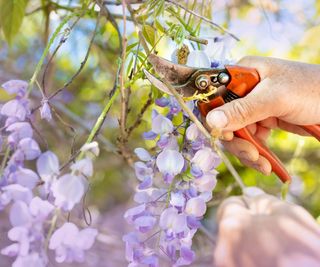 Pruning wisteria with garden shears