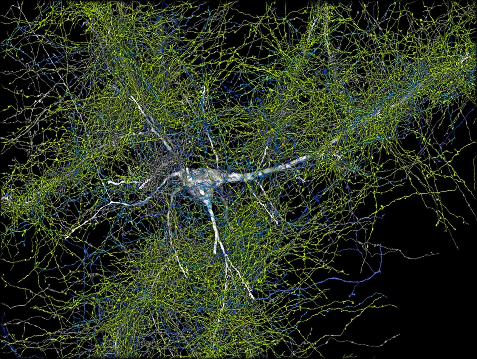 Microscopic image showing a dense network of neurons with complex branching, highlighted in different bright colors on a dark background, highlighting the complex connectivity of the brain.