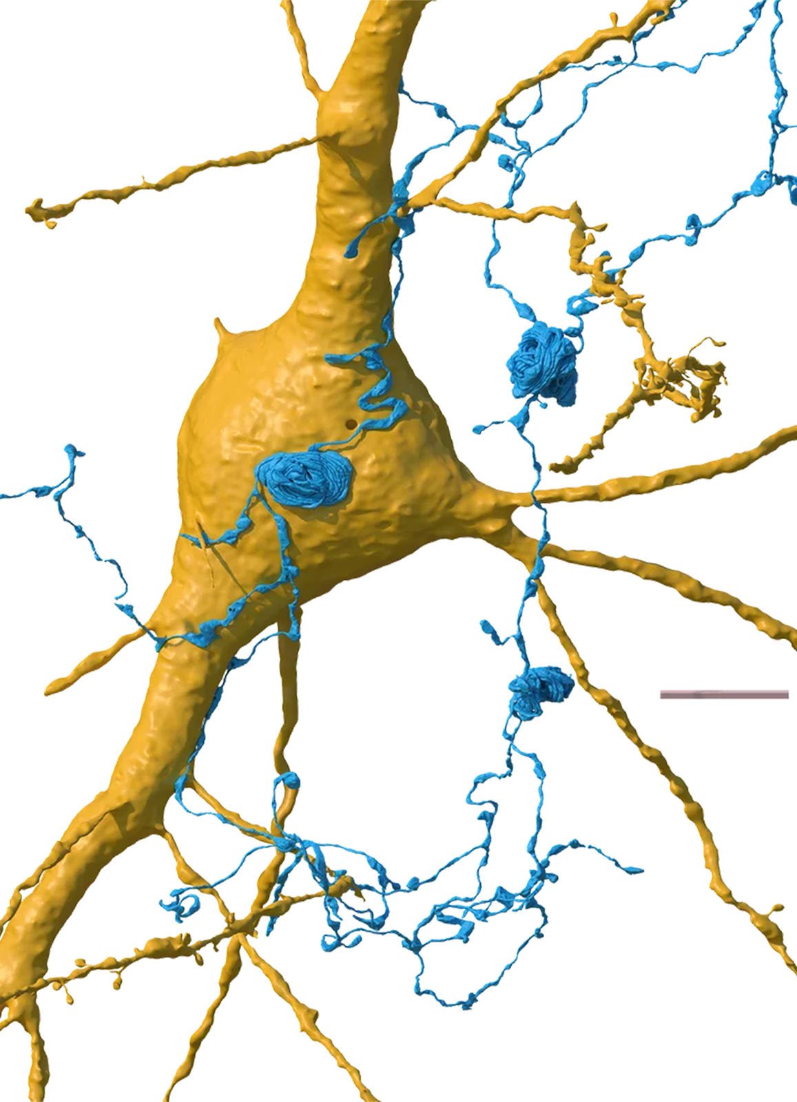 3D rendered image of a neuron with detailed dendrites colored in yellow and blue, synapses showing the complex network of neural connections.  The scale bar at the bottom right shows the size.