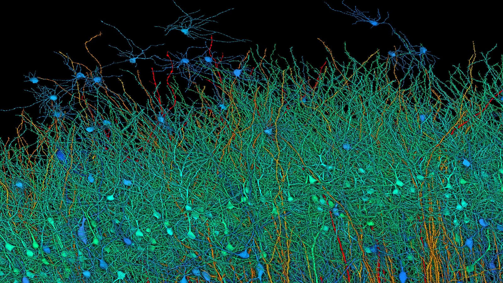 3D visualization of neural networks showing interconnected neurons with dendrites in different colors such as blue, blue and orange on a dark background.