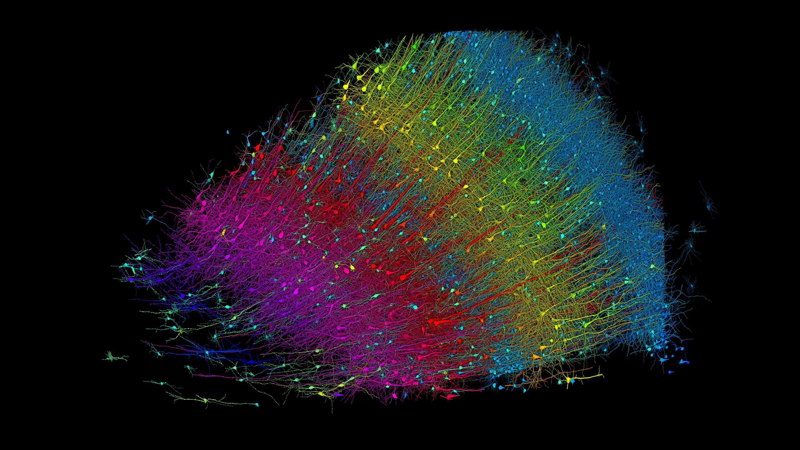 Read more about the article Harvard and Google Neuroscience Breakthrough: Intricately Detailed 1,400 Terabyte 3D Brain Map