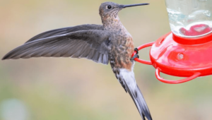 Read more about the article First snakes, now hummingbirds, the world’s largest species are two