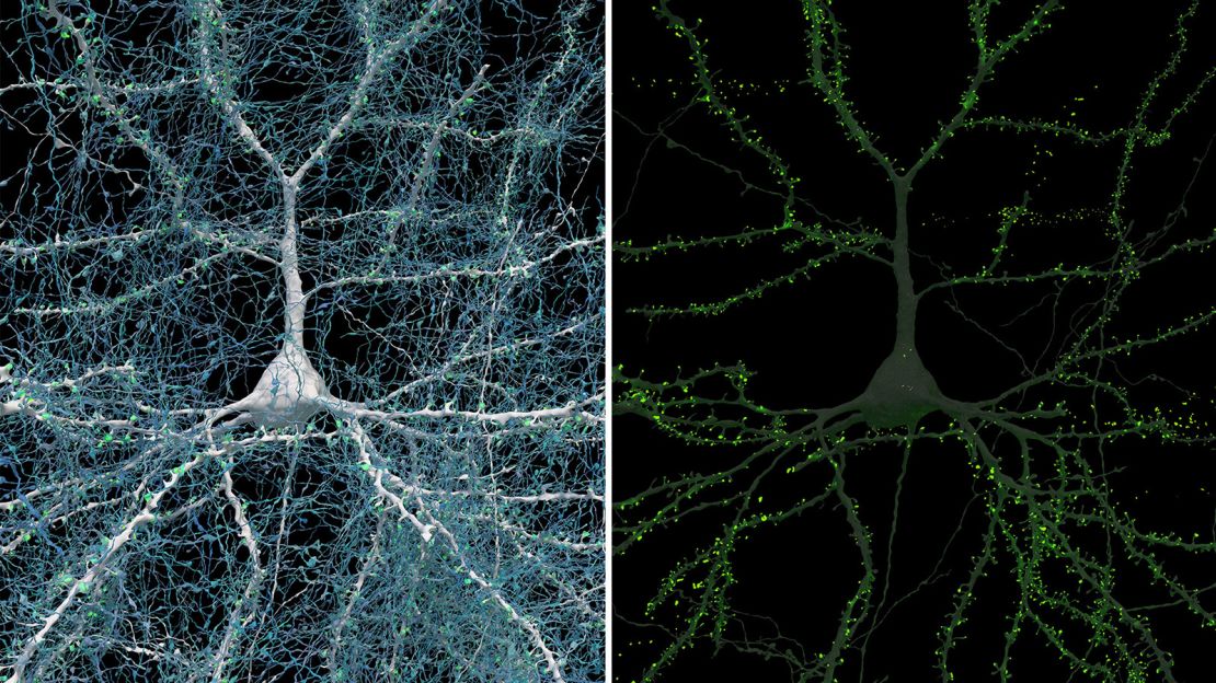 A single neuron (white) shown with 5,600 of its axons (blue) connecting to it.  The synapses that make these connections are shown in green.  The cell body (central nucleus) of the neuron is about 14 micrometers in diameter.