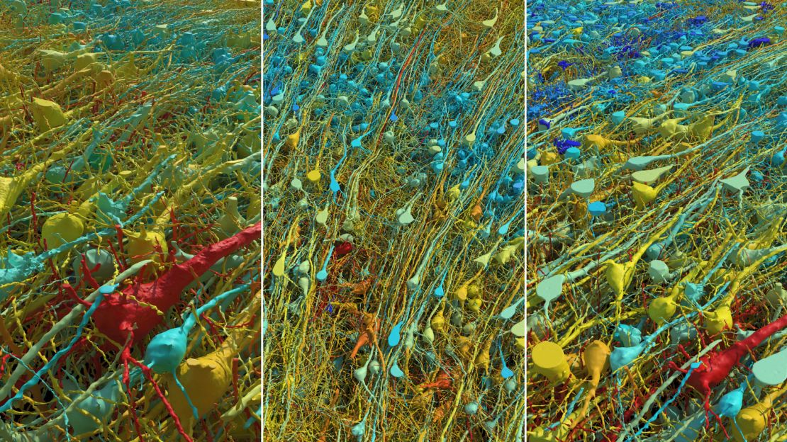 Image shows all excitatory (pyramidal) neurons in a portion of the brain sample, at various degrees of magnification and tilt.  They are colored by size;  the cell body (central nucleus) of the cells ranges from 15 to 30 micrometers across.