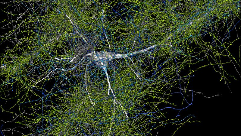 You are currently viewing Google and Harvard reveal the most detailed map of the human brain |  CNN