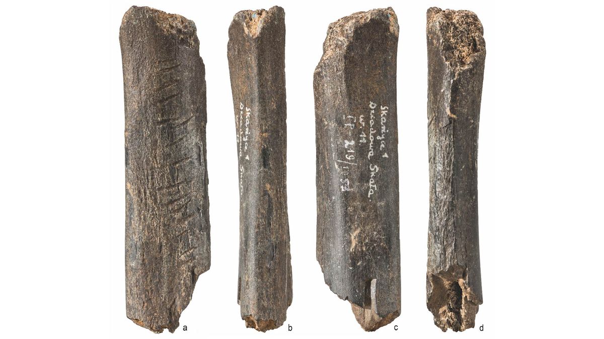 Read more about the article 130,000-year-old Neanderthal bear bone is symbolic art, study claims