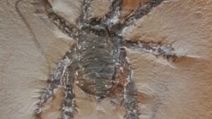 Read more about the article ‘Amazing’ creature with large spiked legs roamed present-day Illinois 300 million years ago