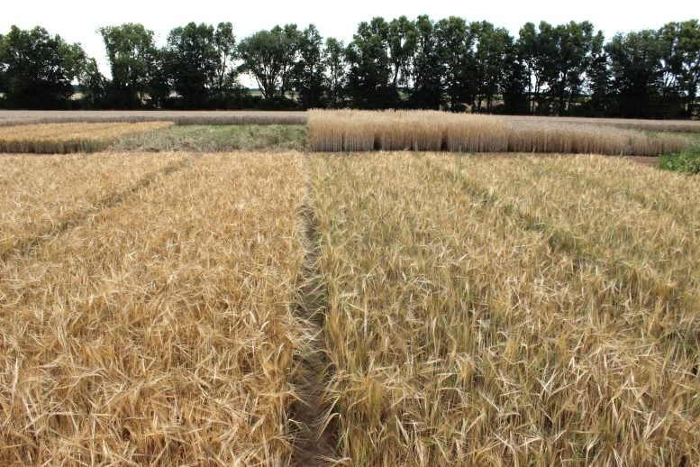 Organic vs. Conventional Barley