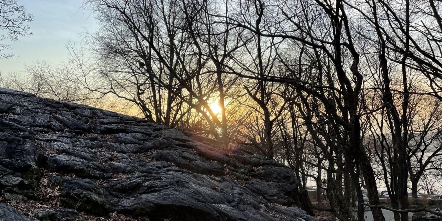 Read more about the article UWS ‘Forest Bathing’: Wednesday 22 May, Riverside Park