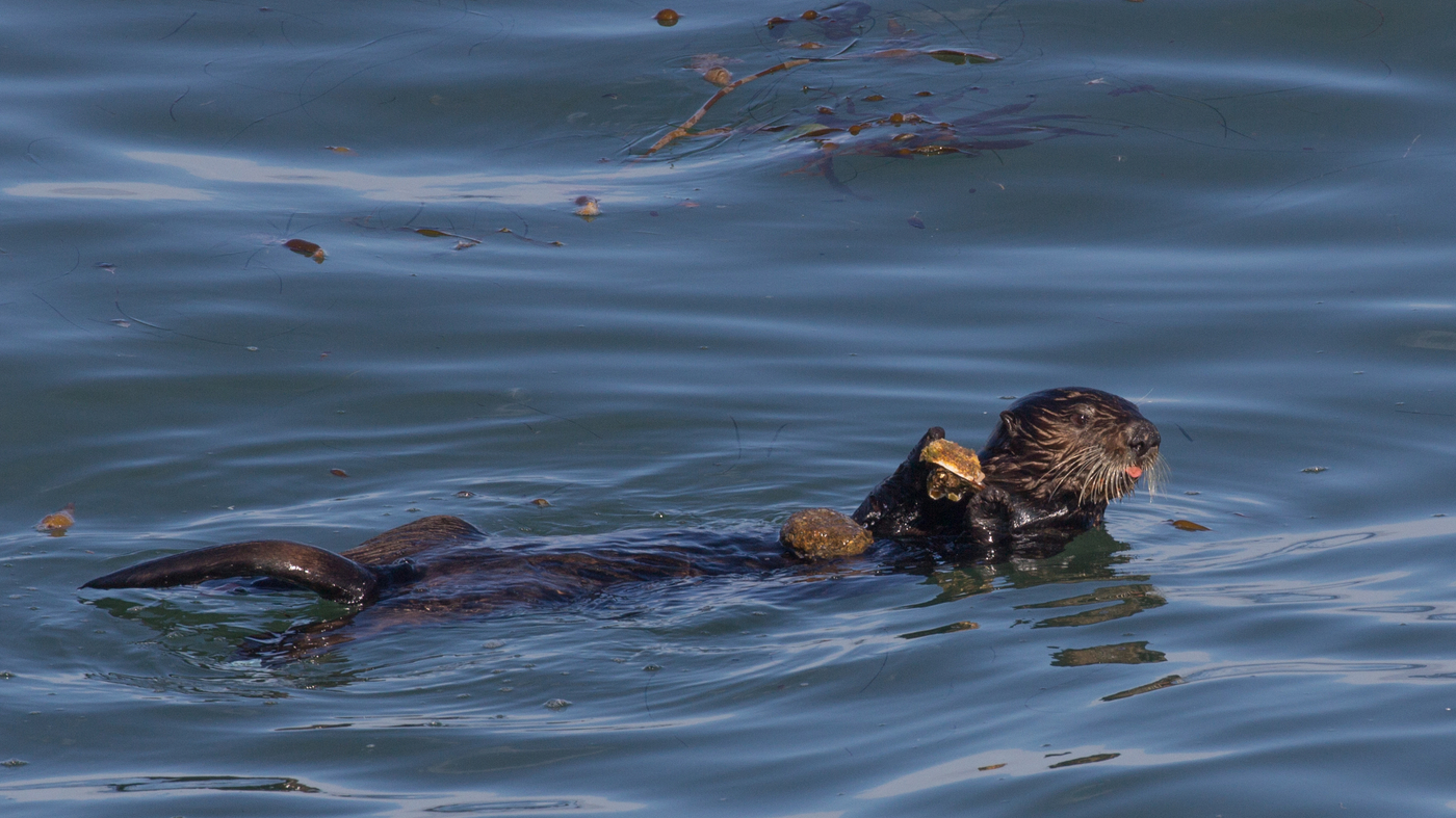 Read more about the article When sea otters lose their favorite foods, they can use tools to search for new ones