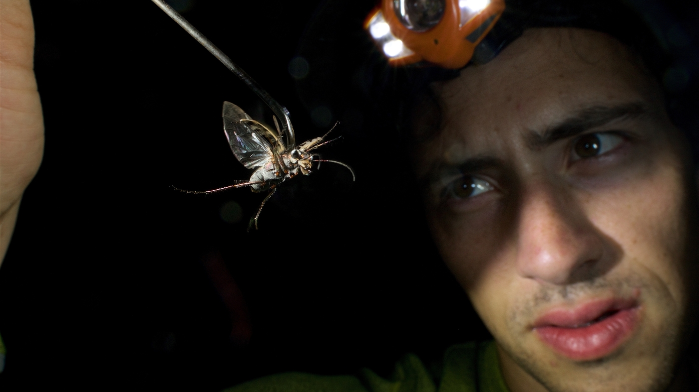 Read more about the article To escape hungry bats, these flying beetles create an ultrasonic ‘illusion’