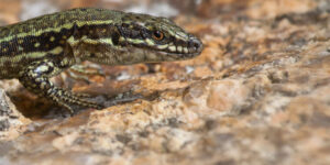 Read more about the article The rising lizard shows off its superhero genes