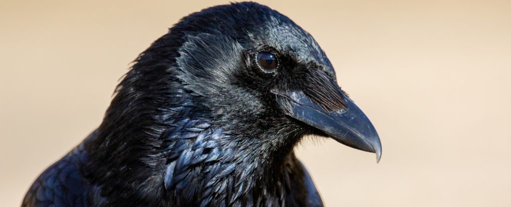 You are currently viewing Ravens really can count out loud, amazing new study