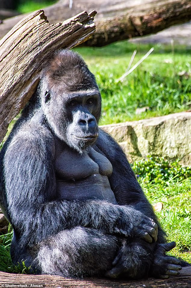 Male gorillas have very small penises and testicles and produce little sperm.  Previous studies attributed this to their polygynous mating system (image)