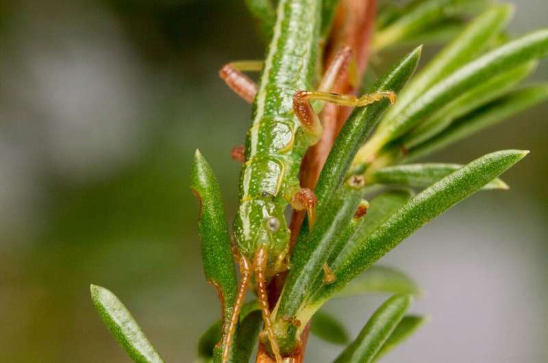 On repeat: Biologists observe repeated evolutionary changes over time in stick insects