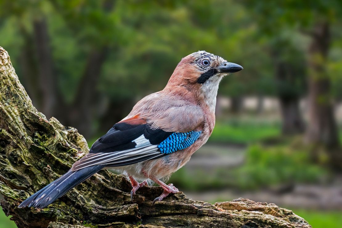 The Eurasian jay may be capable of human memory, according to new research.