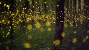 Read more about the article How do fireflies glow?