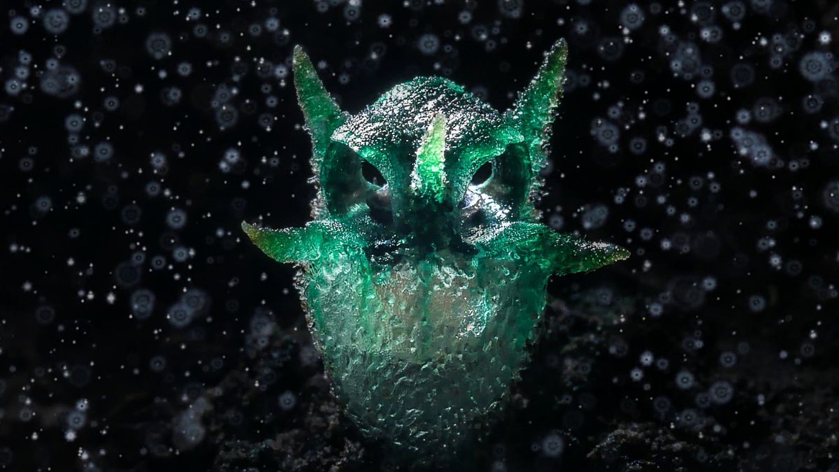 You are currently viewing A mesmerizing photo shows a strange, scowling parasitic plant that looks like an owl