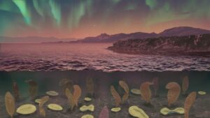 Read more about the article A near-collapse of Earth’s magnetic field 591 million years ago may have allowed complex life to flourish |  CNN