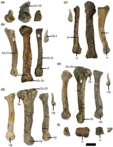 Read more about the article Abelisauroid, a dinosaur with very small arms identified in Argentina