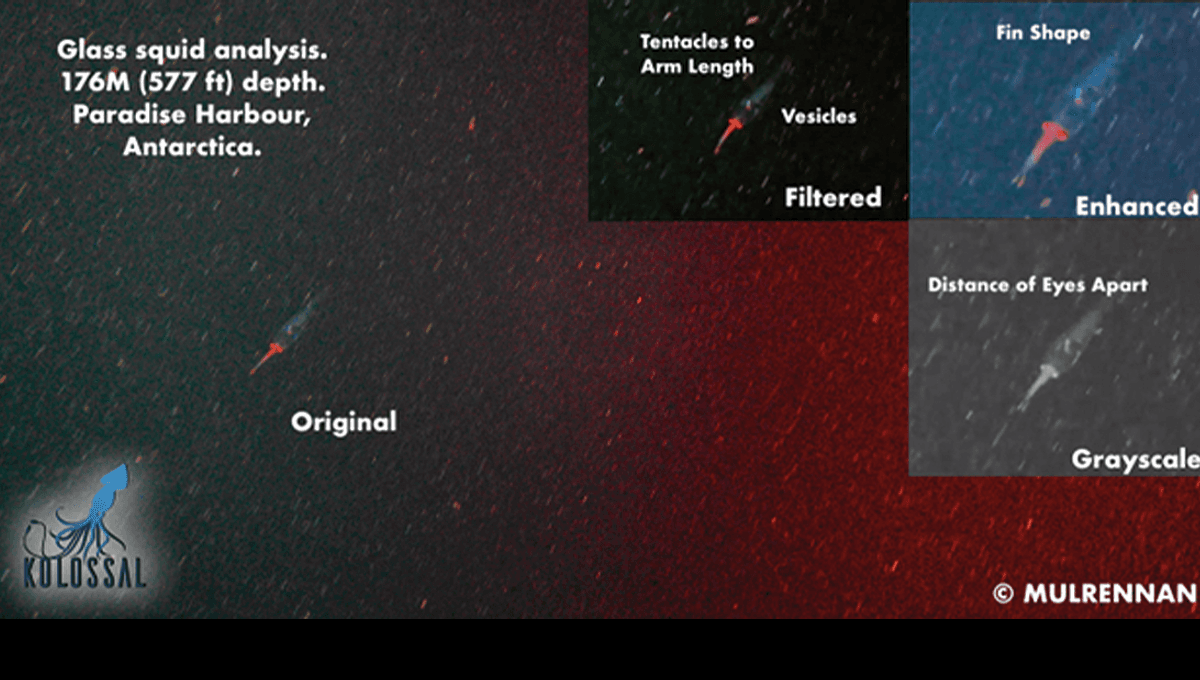 You are currently viewing Antarctica’s ‘mysterious’ glass squid may be first photographed colossal squid