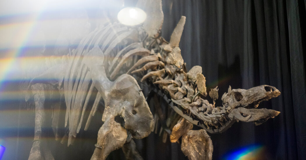 Read more about the article Apex, the largest stegosaurus fossil ever found, is going up for auction