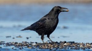 Read more about the article Crows can count much the same way as young human children, study finds  CNN