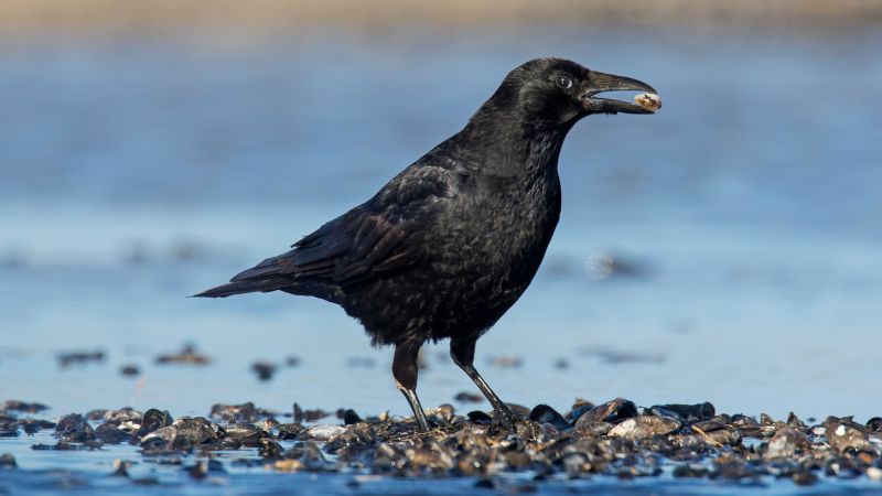 You are currently viewing Crows can count much the same way as young human children, study finds  CNN