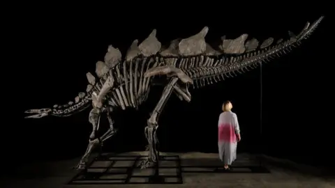 Matthew Sherman's stegosaurus reassembled