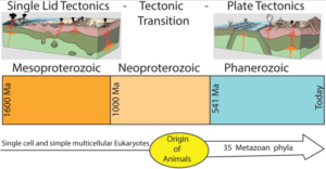 Read more about the article Does multicellular life on Earth depend on plate tectonics?