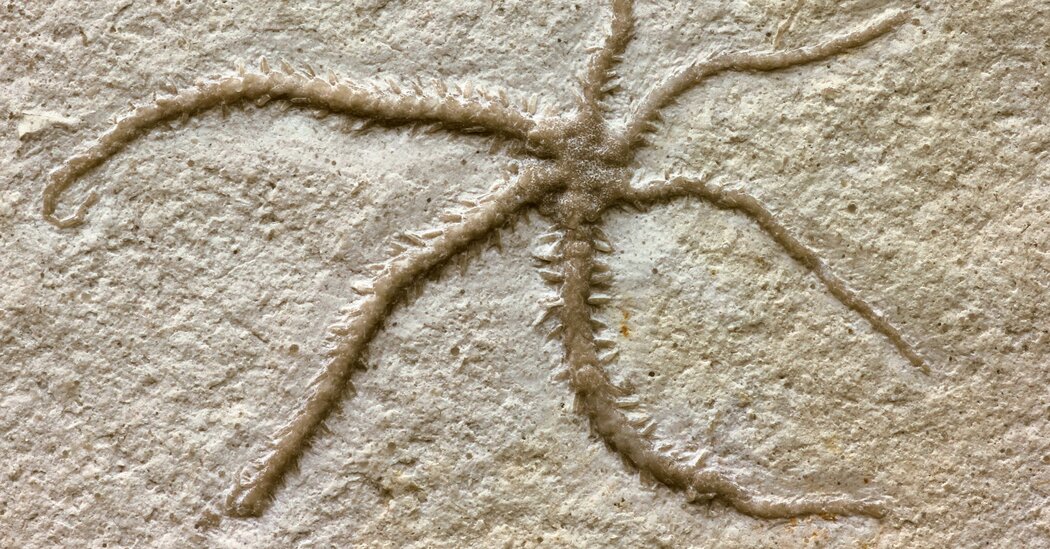 You are currently viewing Fossil captures a starfish cousin in the act of cloning itself