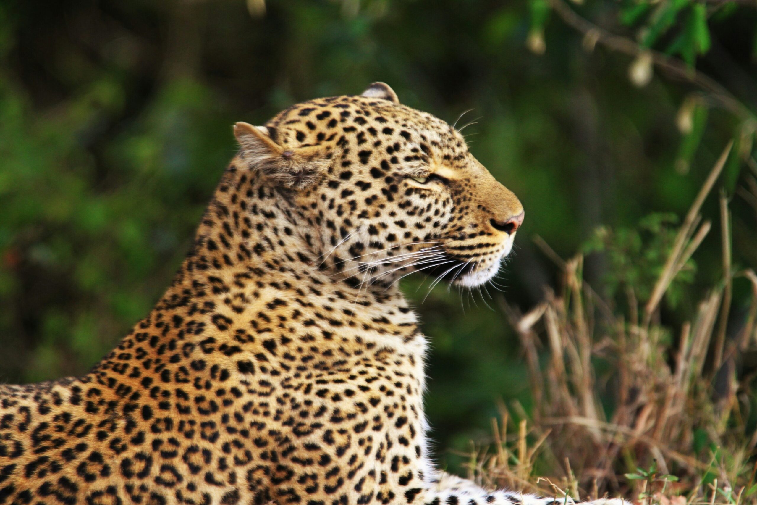 Read more about the article Genes hold hope for the survival of Arabia’s last big cat