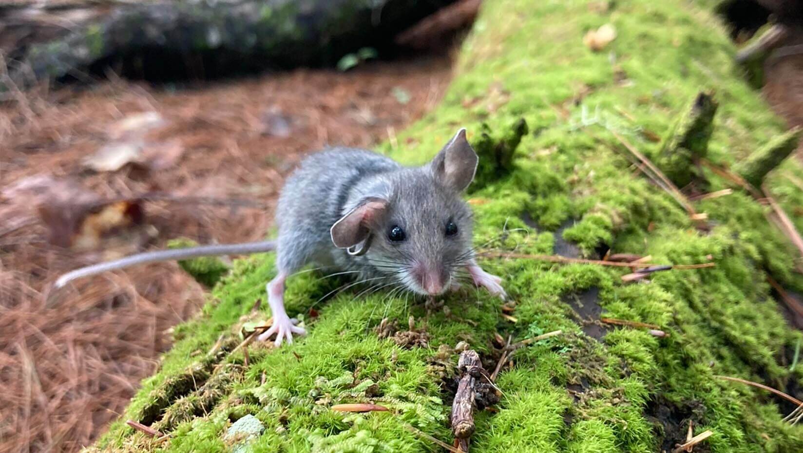 Read more about the article Hairy thieves are walking free in a Maine forest, study shows