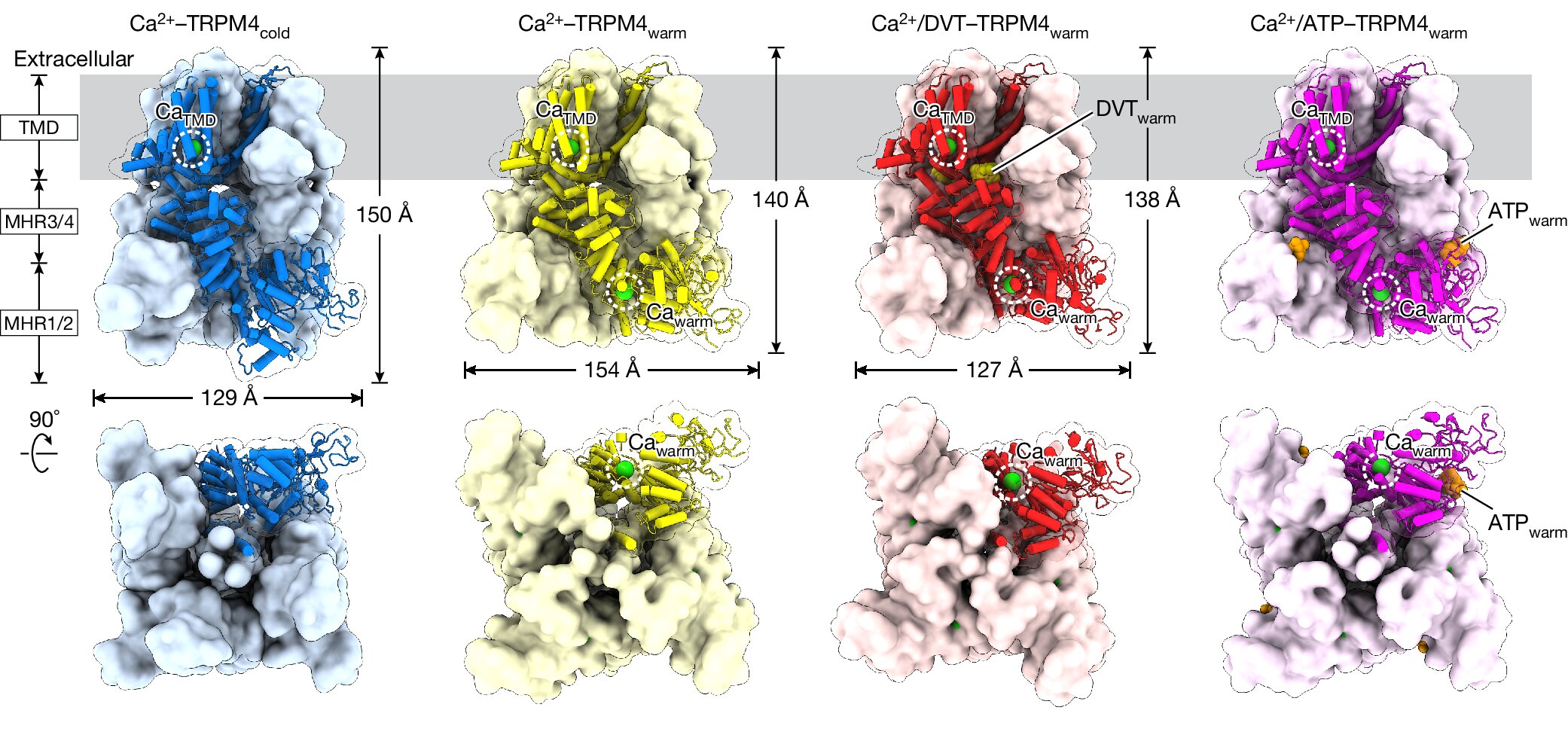 Read more about the article Heating proteins to body temperature reveals new drug targets