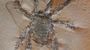 Read more about the article Meet this 300-million-year-old ‘hissing spider’ – found in one of America’s best fossil hunting grounds