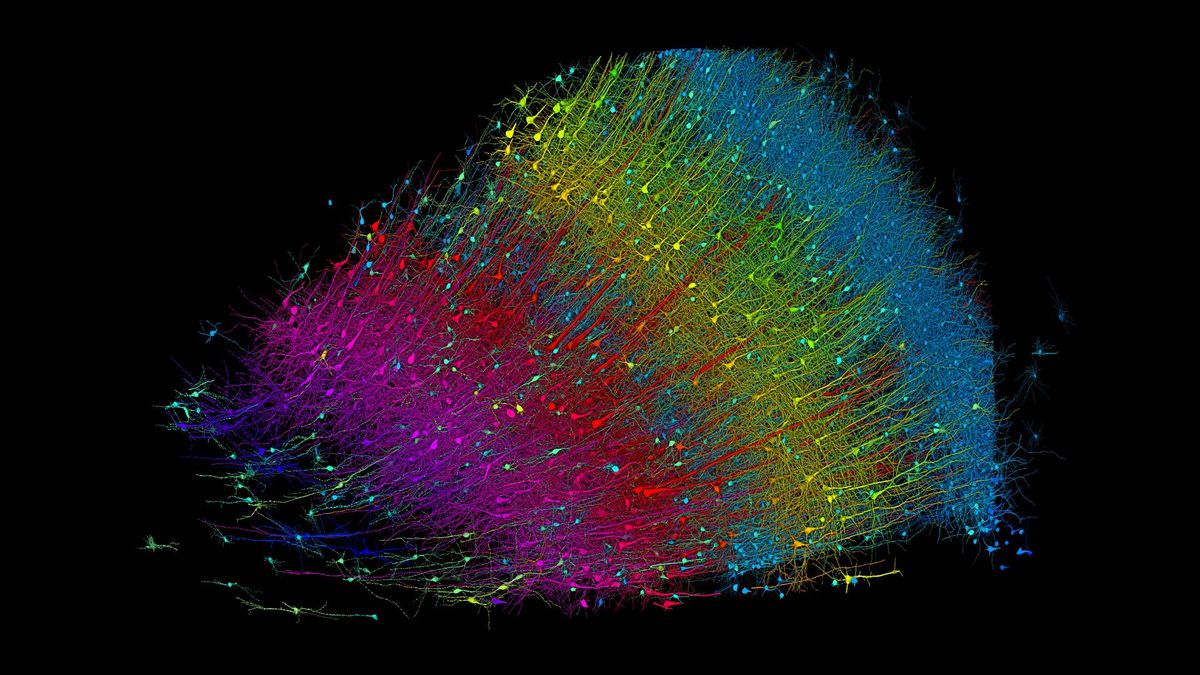 Read more about the article New 3D map drawn with Google AI reveals ‘mysterious but beautiful’ slice of human brain