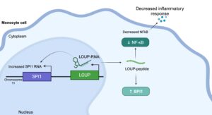 Read more about the article New study finds small target on RNA to short-circuit inflammation