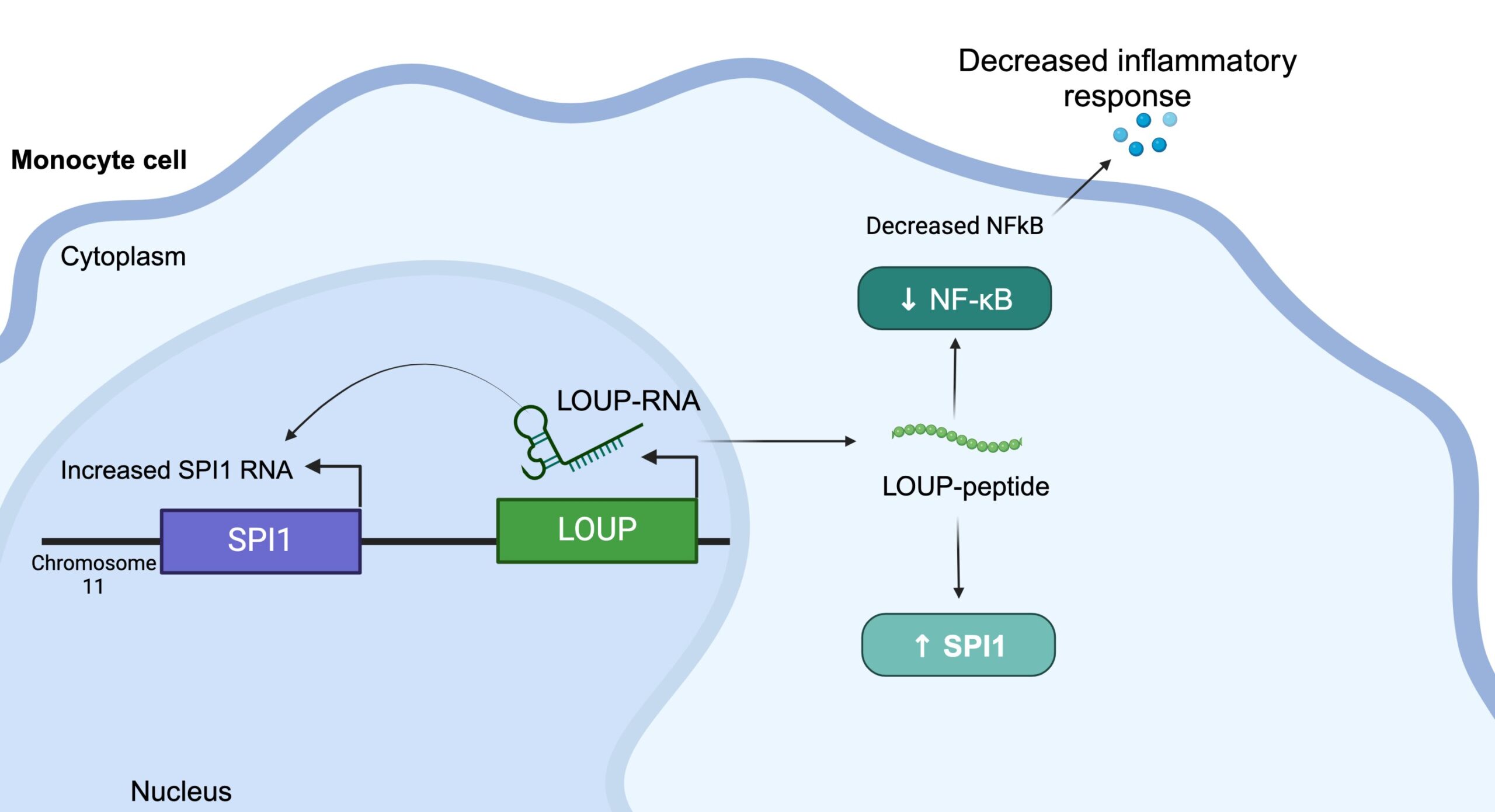 Read more about the article New study finds small target on RNA to short-circuit inflammation