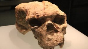 Read more about the article One-million-year-old skull found in China may be ‘dragon man’