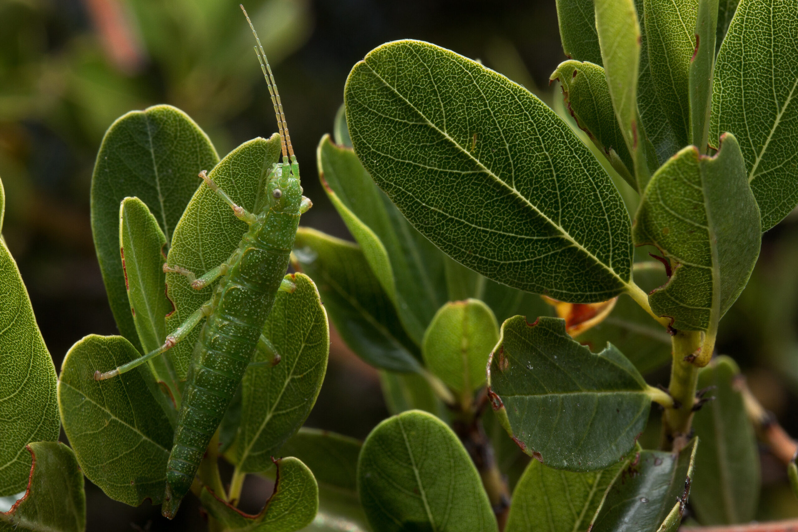 You are currently viewing Repeat: Biologists observe repeated evolutionary changes over time in stick insects