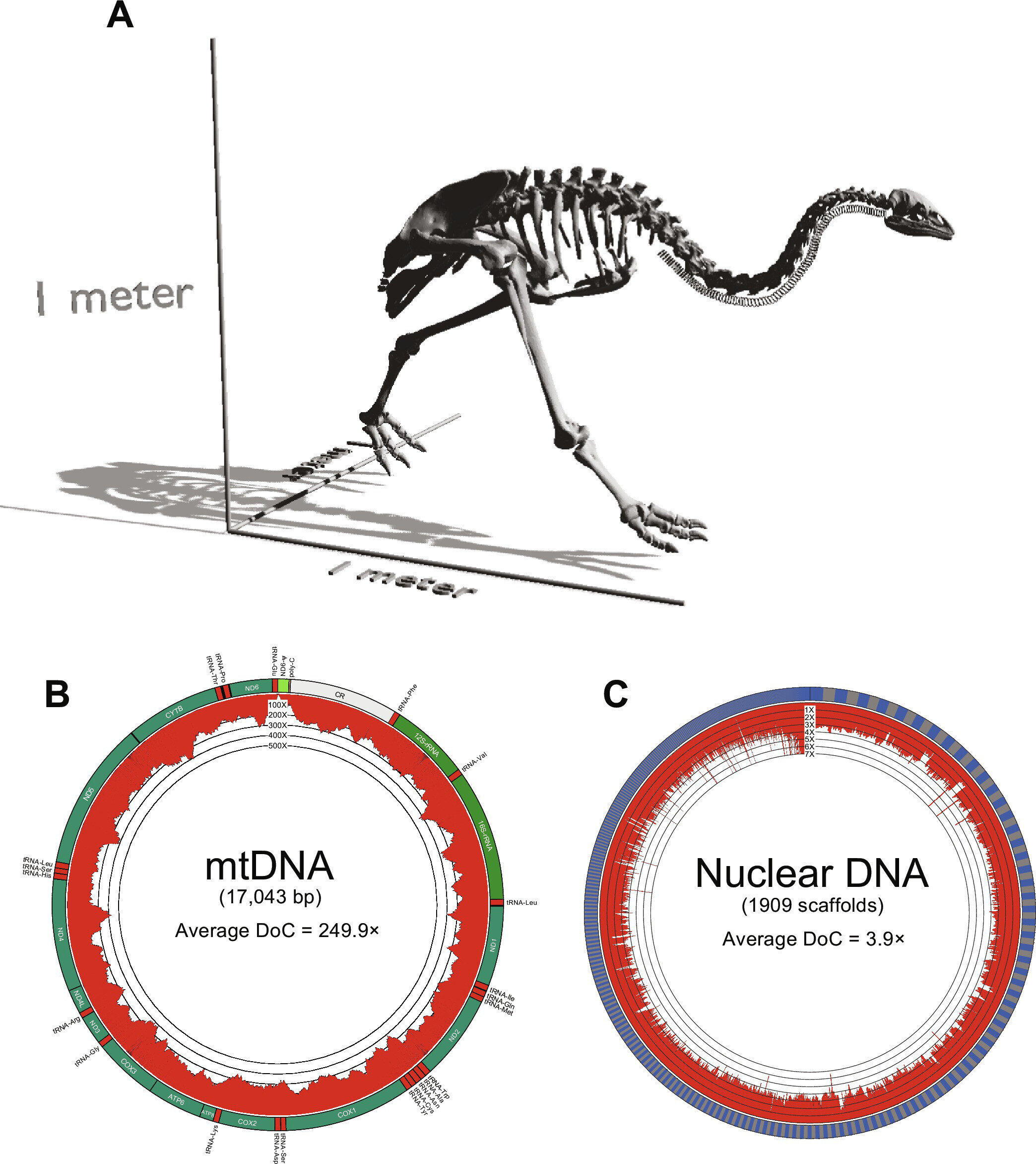 You are currently viewing Researchers have reconstructed the genomes of extinct species of flightless birds that once roamed the islands of New Zealand