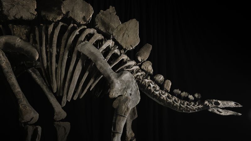 Read more about the article Stegosaurus fossils are for sale – but not everyone is happy |  CNN