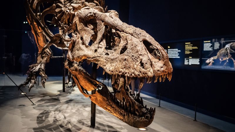 Read more about the article The Evolutionary Twist That Could Help Dinosaurs Rule Earth |  CNN