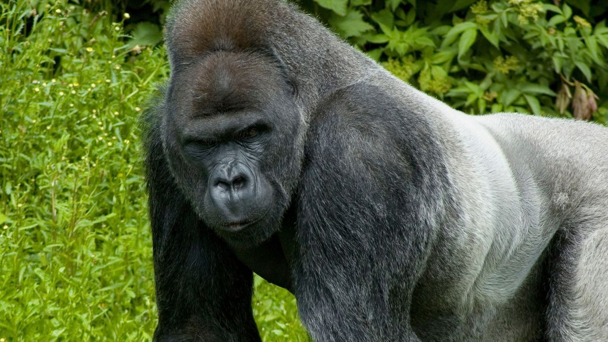 You are currently viewing The same genetic mutations behind gorillas’ small penises can hinder fertility in men