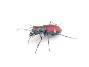 Read more about the article Tiger beetles fight off bat attacks with ultrasonic mimicry