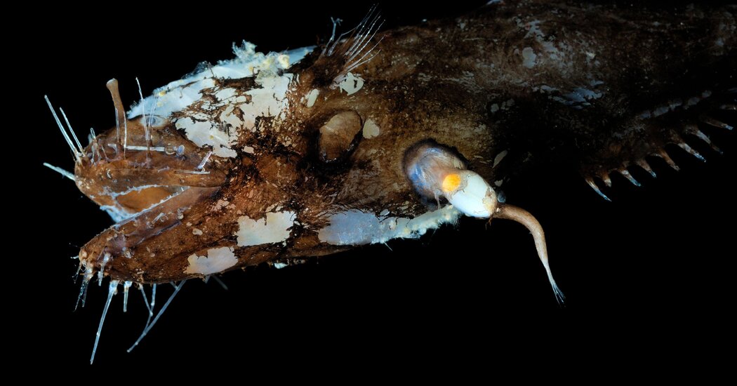 Read more about the article Unconventional Sex Let Anglerfish conquer the deep ocean