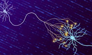 Read more about the article Upgrading the brain’s storage: Quantifying how much information our synapses can hold